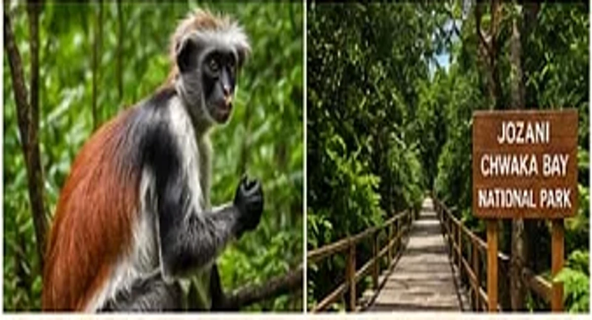 Jozani Forest excursion in Zanzibar