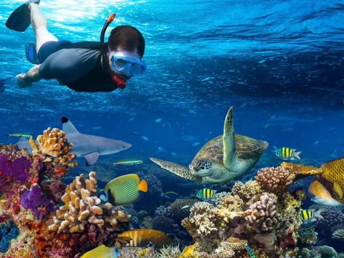Tropical marine life and snorkeling in Zanzibar waters