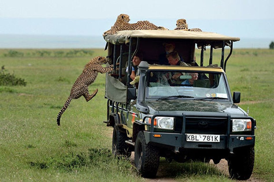 Safari