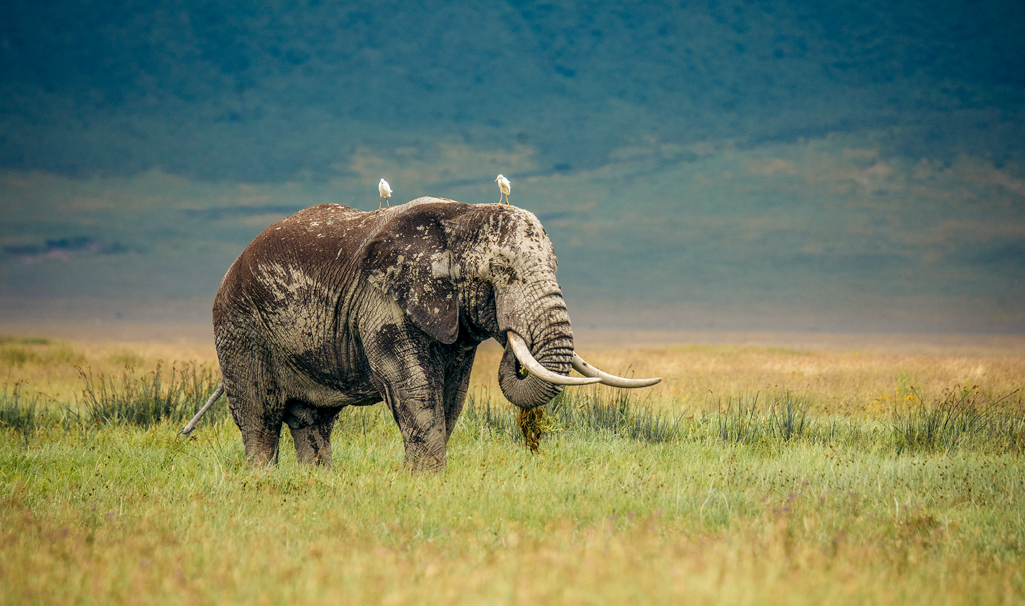 Extended Safari